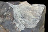 Fossil Ginkgo Leaf From North Dakota - Paleocene #80807-1